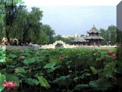 古莲花池风景图