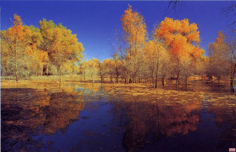 看神舟发射赏胡杨林 额济纳一条旅游线路数十年难遇