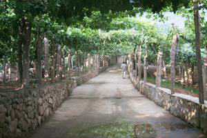 昌黎县葡萄沟风景图