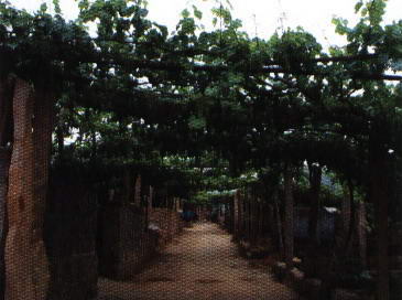 昌黎县葡萄沟风景图