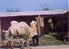 富强农牧示范园风景图