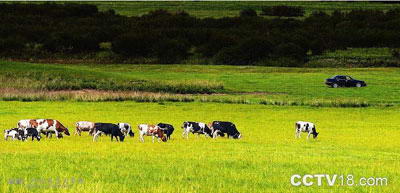 呼伦贝尔大草原风景图