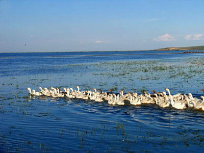 呼和诺尔草原风景图