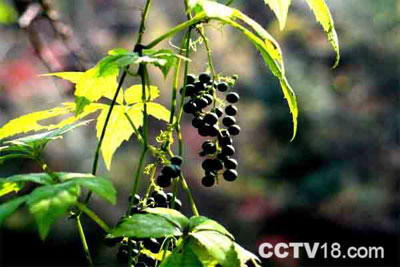 五龙河风景区风景图