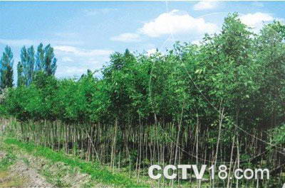 小叶白腊自然保护区