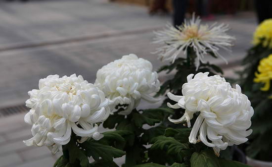 北京顺义国际鲜花港 北京顺义国际鲜花港