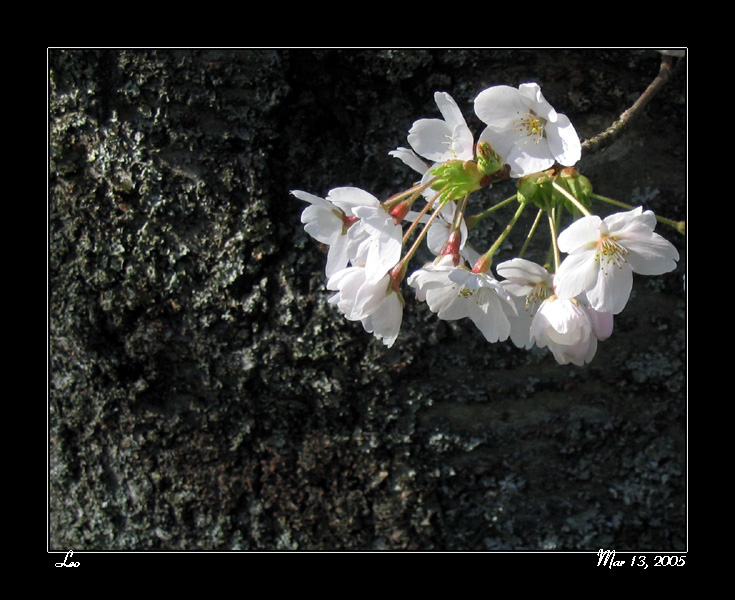 樱花3.jpg